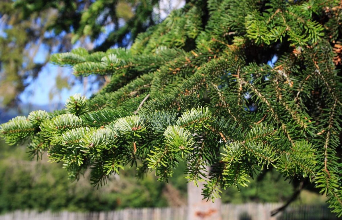 Opération Sapins 2018 !