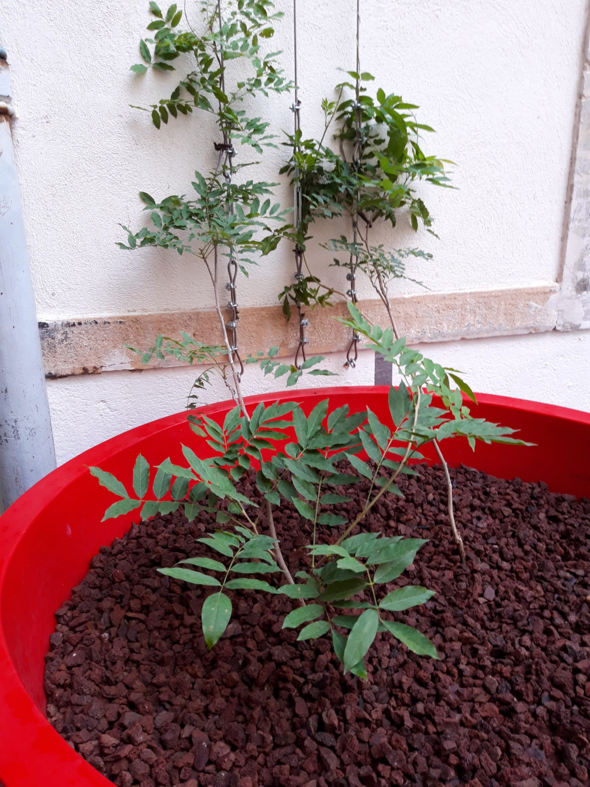 De la glycine dans la cour de l’école !